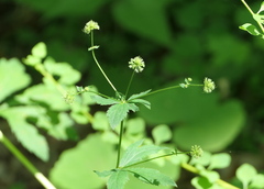 Sanicula marilandica