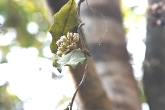 Hoya