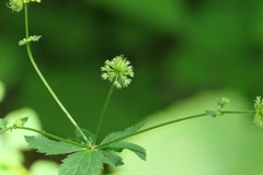 Sanicula marilandica