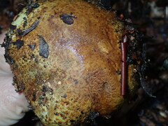Cortinarius ponderosus
