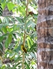 Iole indica