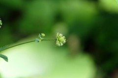 Sanicula marilandica
