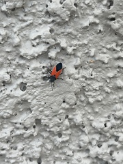 Melanopleurus belfragei