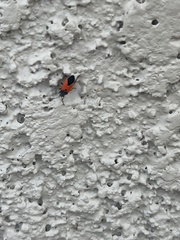 Melanopleurus belfragei