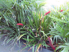 Xeronema callistemon