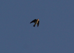 Petrochelidon fulva