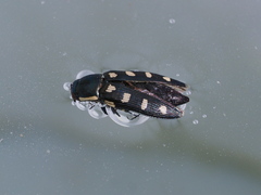 Buprestis octoguttata