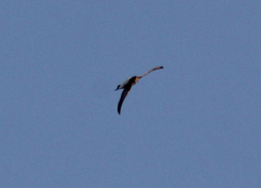 Petrochelidon fulva
