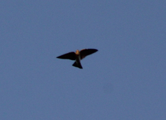 Petrochelidon fulva