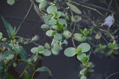 Bacopa rotundifolia