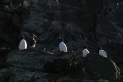 Uria aalge hyperborea