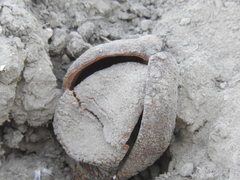 Prosopanche americana