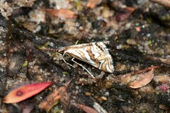 Anydraula glycerialis
