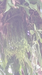 Phlegmariurus phlegmaria