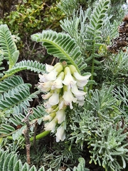 Astragalus nuttallii