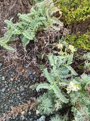 Astragalus nuttallii