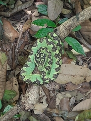 Craspedocephalus malabaricus