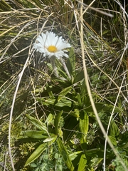 Celmisia spectabilis