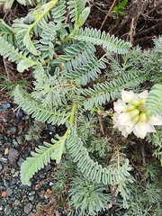 Astragalus nuttallii