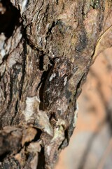 Eurymeloides marmorata