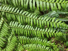 Cyathea delgadii