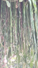 Haplopteris elongata