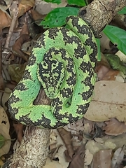 Craspedocephalus malabaricus