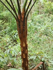 Cyathea delgadii