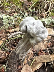 Helvella vespertina