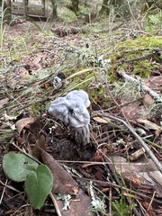Helvella vespertina