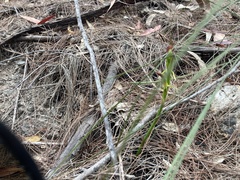 Cryptostylis hunteriana
