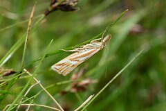 Hednota pleniferellus