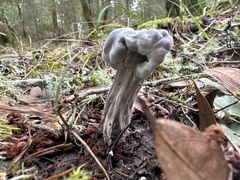 Helvella vespertina