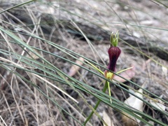 Cryptostylis hunteriana