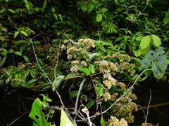 Mikania parviflora