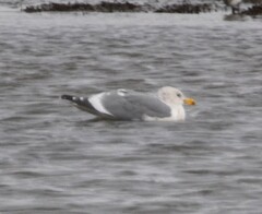 Larus occidentalis