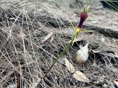 Cryptostylis hunteriana