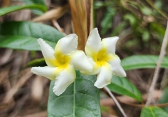 Odontadenia