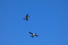 Uria aalge hyperborea