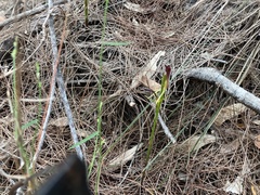Cryptostylis hunteriana