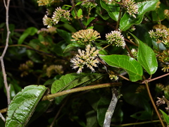 Mikania parviflora