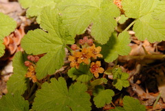 Ribes erythrocarpum