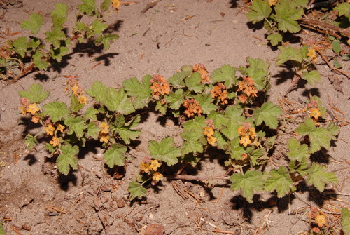 Image of Crater Lake currant by (c) Brian Finzel, some rights reserved (CC BY-SA)