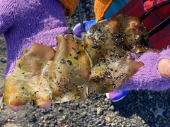 Saccharina latissima