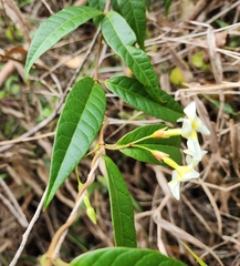 Odontadenia