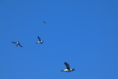 Uria aalge hyperborea