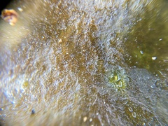 Saccharina latissima