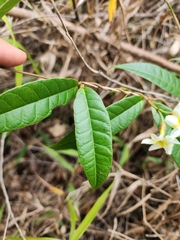 Odontadenia