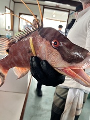 Lachnolaimus maximus