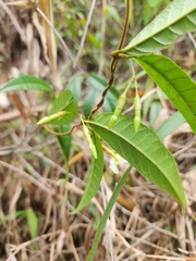 Odontadenia
